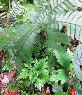 Exuberante bosque tropical en Fina Bananito Kabilú